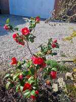 https://images.plurk.com/sJTn38SzK5cEUCTFqNCl6.jpg