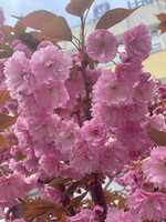https://images.plurk.com/sx6qZSISaw8zx8E4sXhbT.jpg