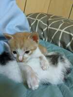 https://images.plurk.com/th1rrpG3WQcrvbWArB2BB.png