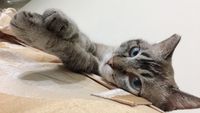 https://images.plurk.com/tjigTkCGbEyB3Lx6poXGX.jpg