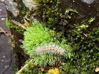 https://images.plurk.com/uTE2xnIo24VTiCMN7dXH4.jpg