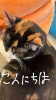 https://images.plurk.com/vpRNz965vcRrhuQ6Yq4m5.png