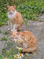 https://images.plurk.com/wKMmf1ISGA3LiTvK9QS74.jpg