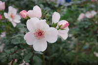 https://images.plurk.com/wSxhP8G3yGftVT2Chd6vN.jpg