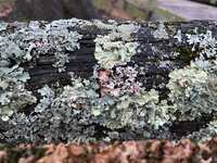 https://images.plurk.com/wqS2jnuITsRLc82B2bB1d.jpg