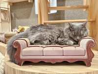 https://images.plurk.com/z5gX3X3W1mPboU1e1avNn.jpg