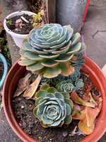 https://images.plurk.com/zkL8WBlblS60ZfDHQaaHN.jpg