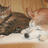 https://images.plurk.com/llZ8-6Q8gPmUFst79677eub7JoF.jpg
