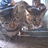 https://images.plurk.com/wGaP-1P7iKhSiFeNFaw68Uu9plU.jpg