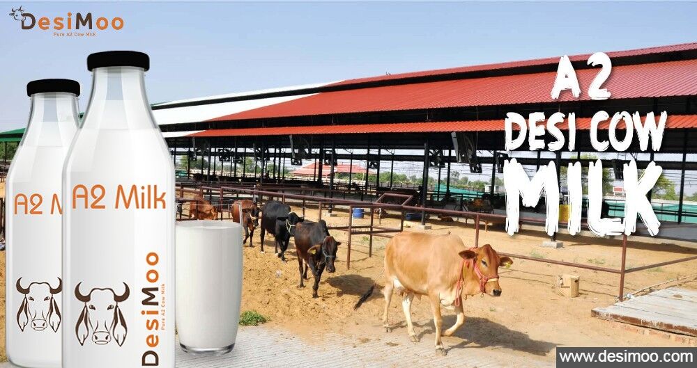 A2 Cow Milk in Gurgaon